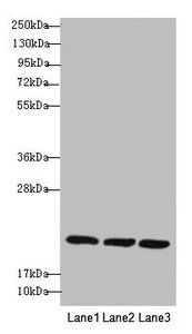REEP5 Antibody