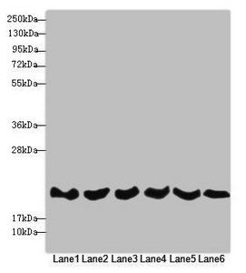 REEP5 Antibody