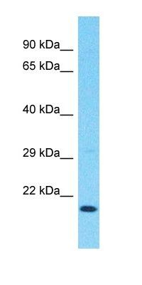 REEP6 antibody