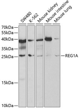 REG1A antibody