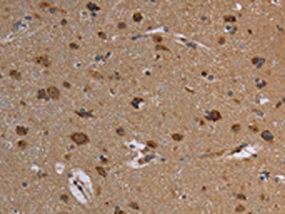 REG3A Antibody