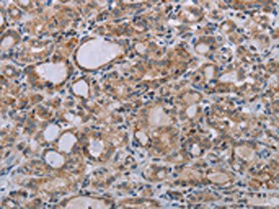 REG3A Antibody