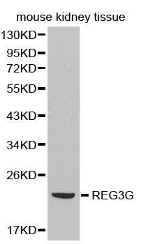 REG3G antibody