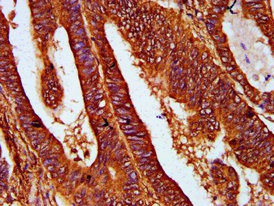 REG4 Antibody