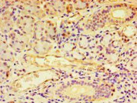 NDST1 Antibody