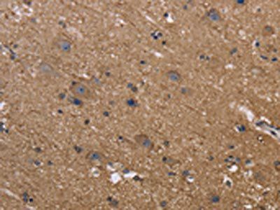 REL Antibody