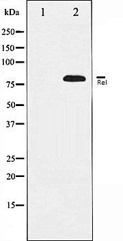 Rel antibody