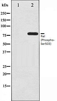 Rel (Phospho-Ser503) antibody