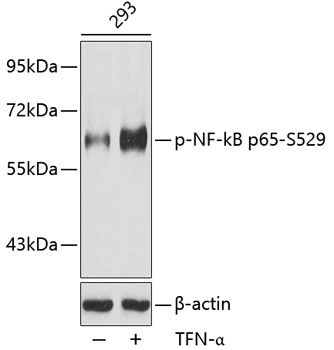 RELA (Phospho-S529) antibody