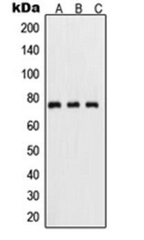 NFkB p65 (phospho-S311) antibody