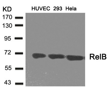 RELB (Ab-573) antibody
