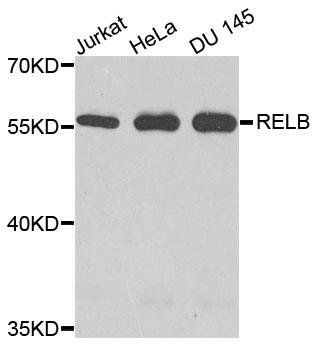 RelB antibody