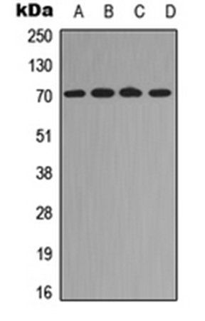 RELB (Phospho-S573) antibody