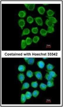 RELT antibody [N1C3]