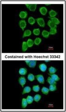 RELT antibody