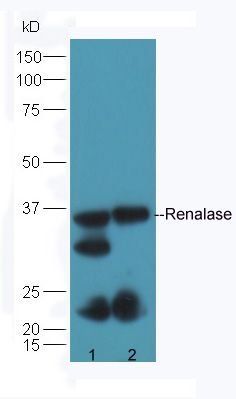 Renalase antibody