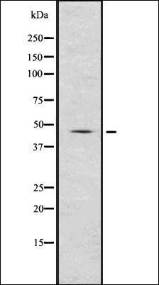 Renin antibody