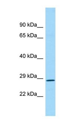 REP15 antibody