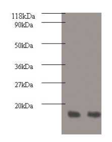 RPA3 Antibody