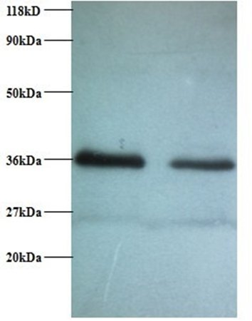 Replication protein A 32 kDa subunit antibody (HRP)