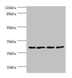 Repressor of RNA polymerase III transcription MAF1 homolog antibody