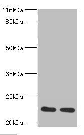RERG Antibody