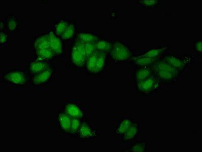 REST Antibody
