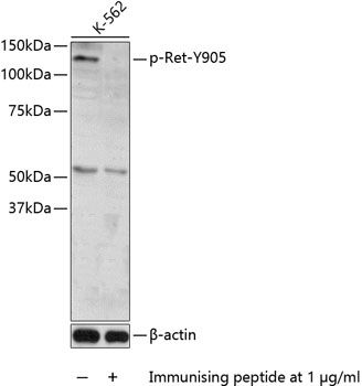 Ret (Phospho-Y905) antibody