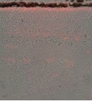 Arrestin 1 Monoclonal Antibody [PDS1] - 50ul