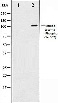 Retinoblastoma (Phospho-Ser807) antibody