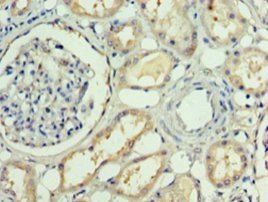 RBP4 Antibody