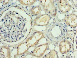 Retinol-binding protein 4 antibody