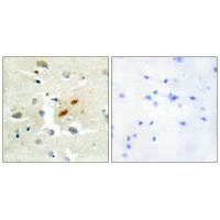 REV3L Antibody