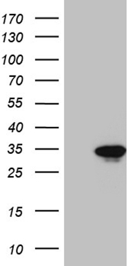 Rex1 (ZFP42) antibody