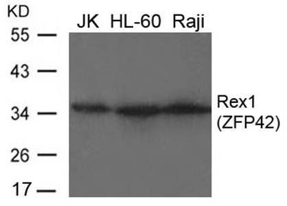 Rex1 antibody