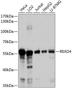 REXO4 antibody