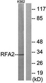 RFA2 antibody