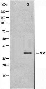 RFA2 antibody