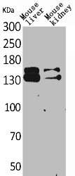 RFC1 antibody