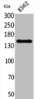 RFC1 antibody