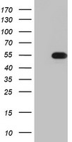RFC2 Antibody