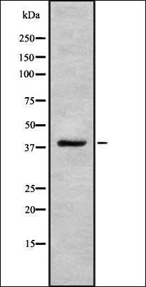 RFC3 antibody