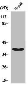 RFC3 antibody