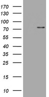 RFC4 antibody