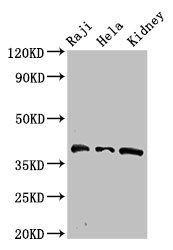 RFC4 antibody