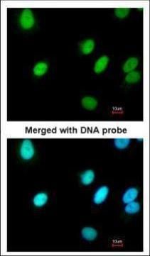 RFC4 antibody [N1C3]