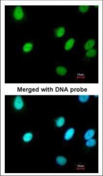 RFC4 antibody