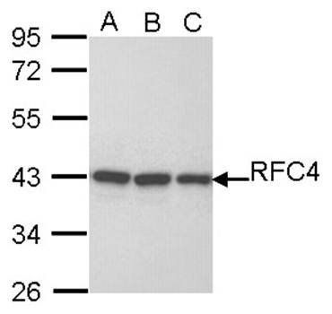 RFC4 antibody