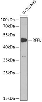 RFFL antibody