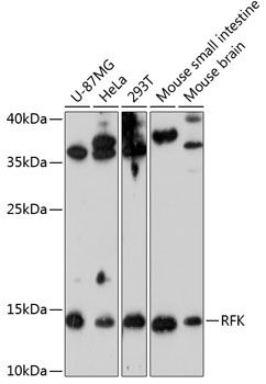 RFK antibody